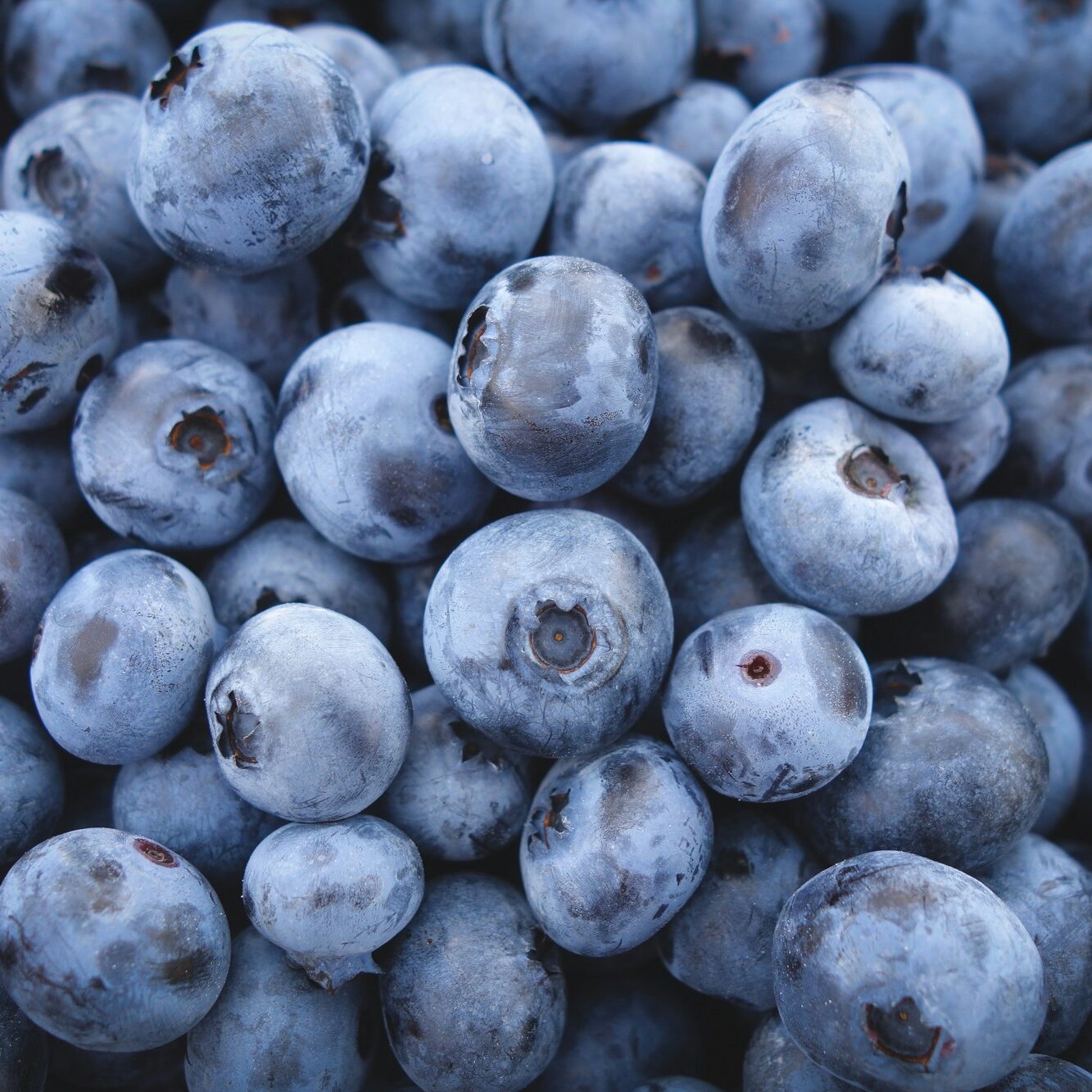 El cultivo y la alimentación de los arándanos