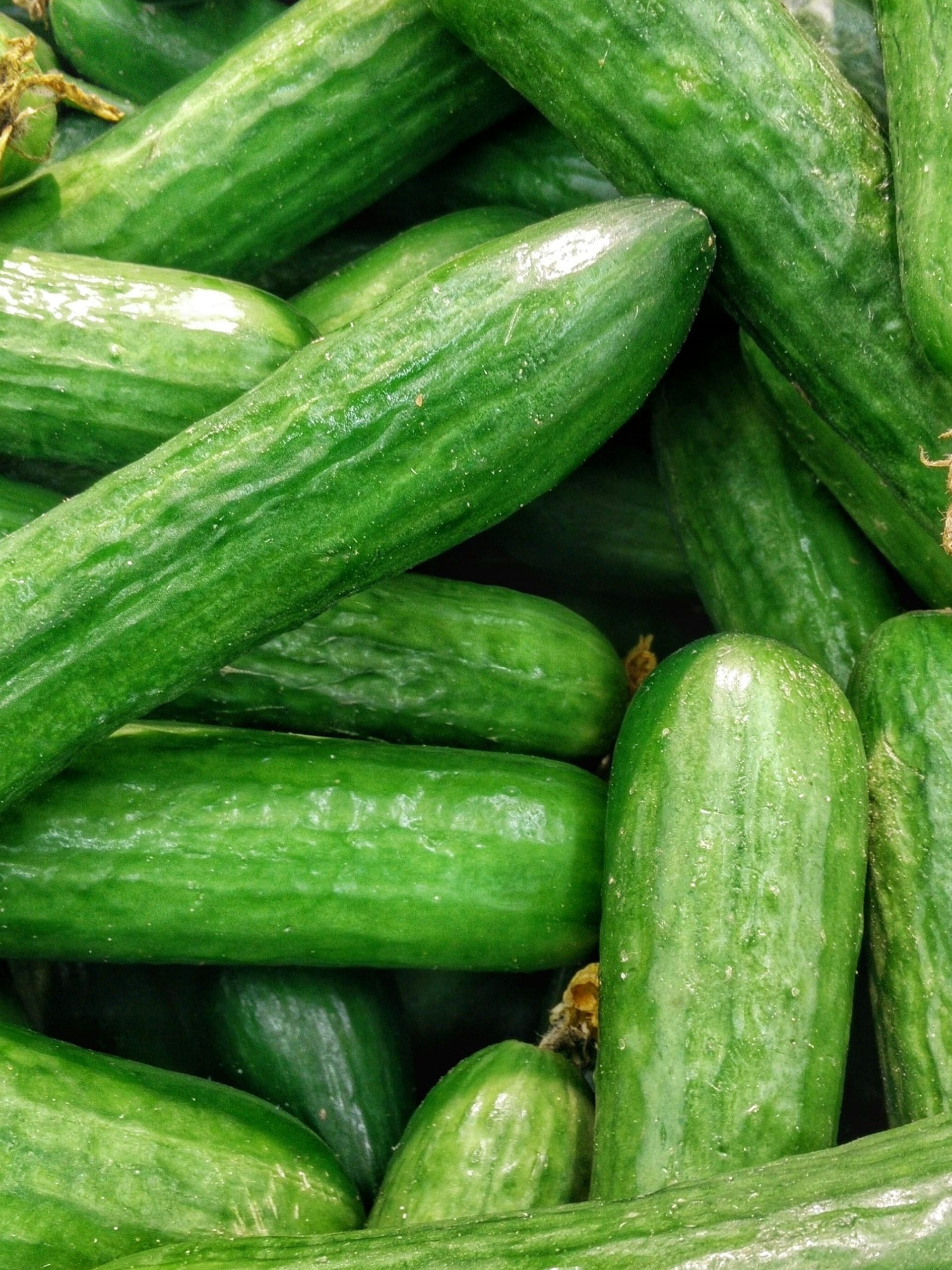 Komkommer-telen-biota